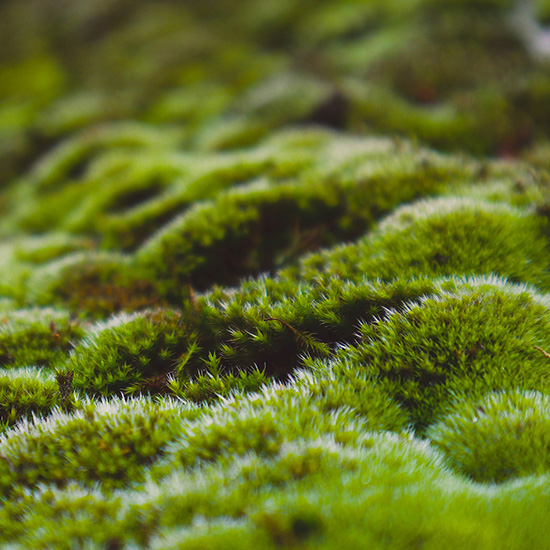 nature moss