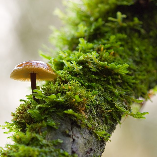 Mushroom growing from tree in moist Pacific NW forest | Biobased Epoxy from Entropy Resins