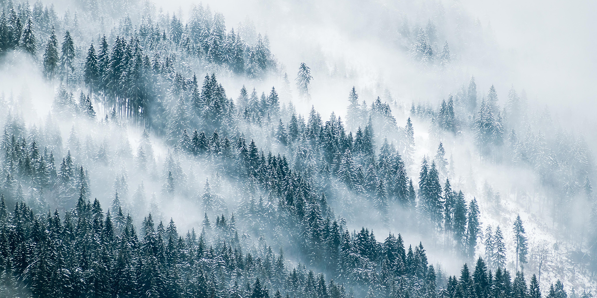 snowy tree tops on mountainside