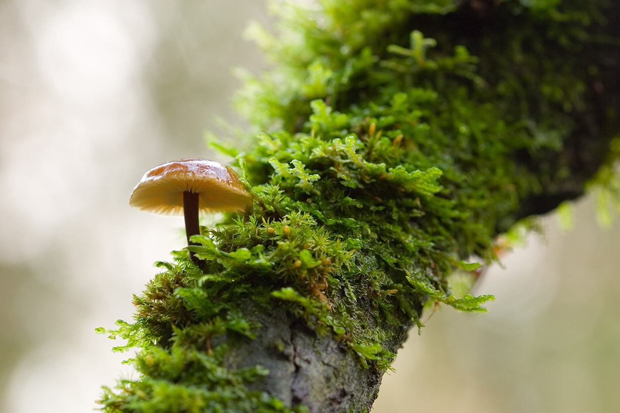 Mushroom growing from tree in moist Pacific NW forest.